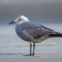 Gaviota Garuma