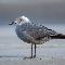 Gaviota Garuma