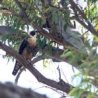 Halcón negro grande