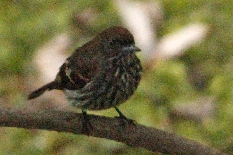 Foto: J. Simón Tagtachian