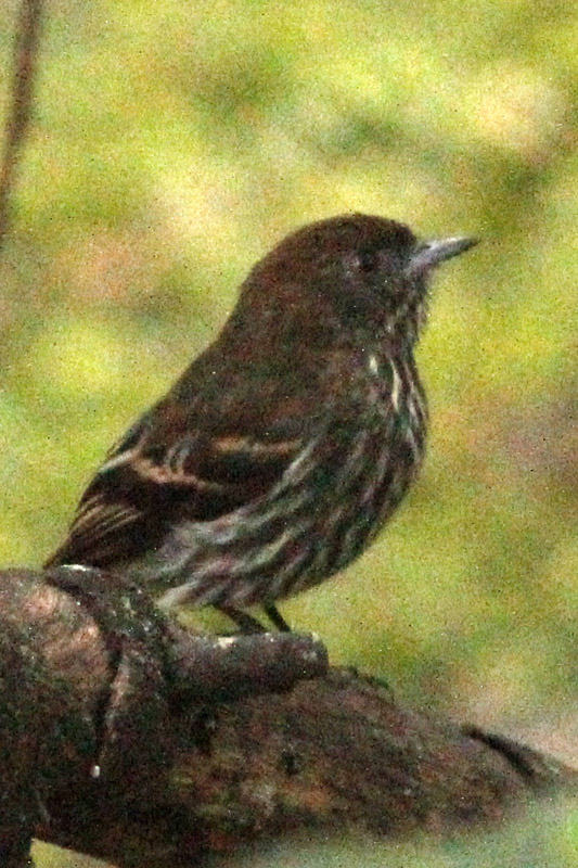 Foto: J. Simón Tagtachian