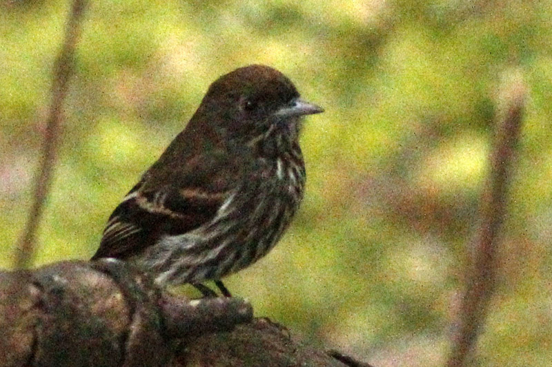 Foto: J. Simón Tagtachian