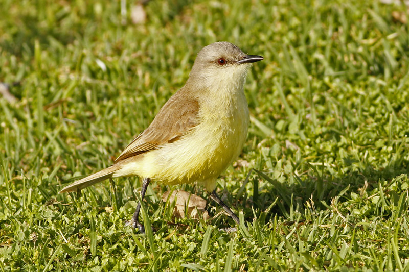 Foto: J. Simón Tagtachian