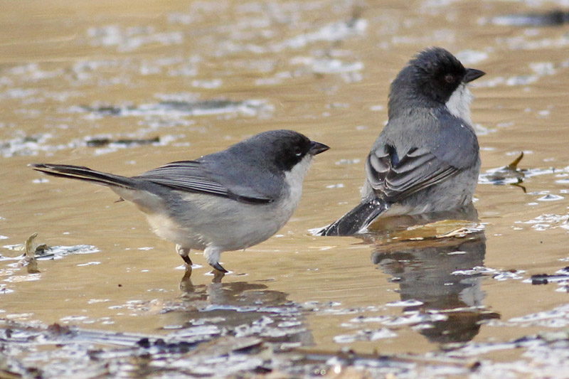 Foto: J. Simón Tagtachian