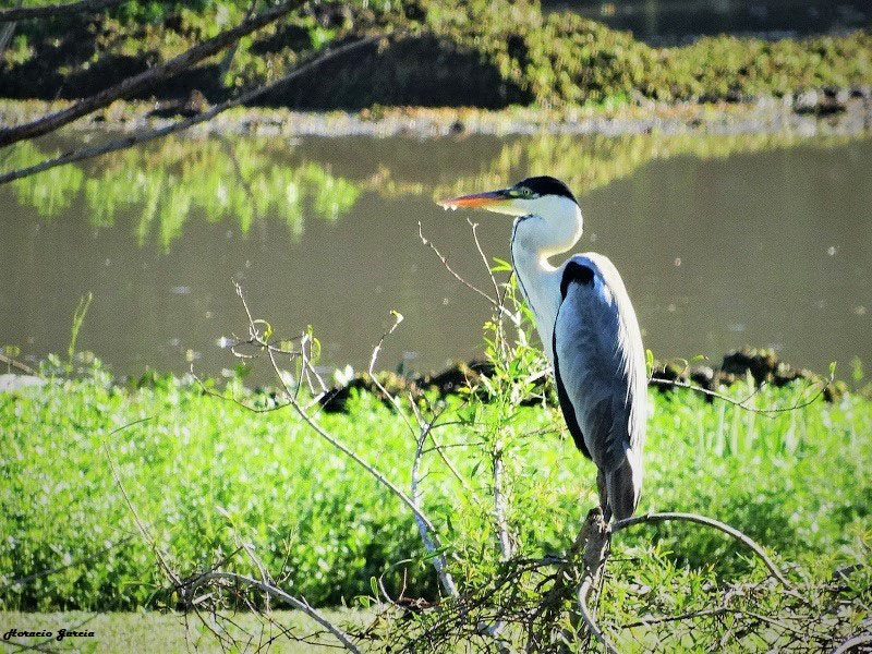 Foto: Héctor Horacio García