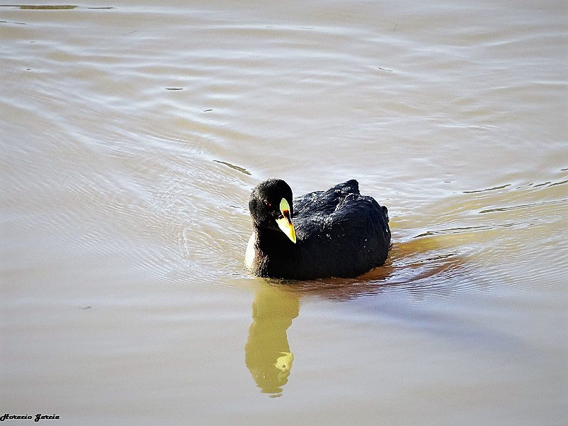 Foto: Héctor Horacio García
