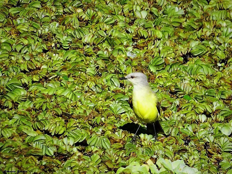 Foto: Héctor Horacio García