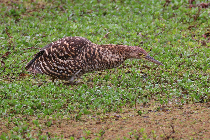 Foto: José Luis Blázquez
