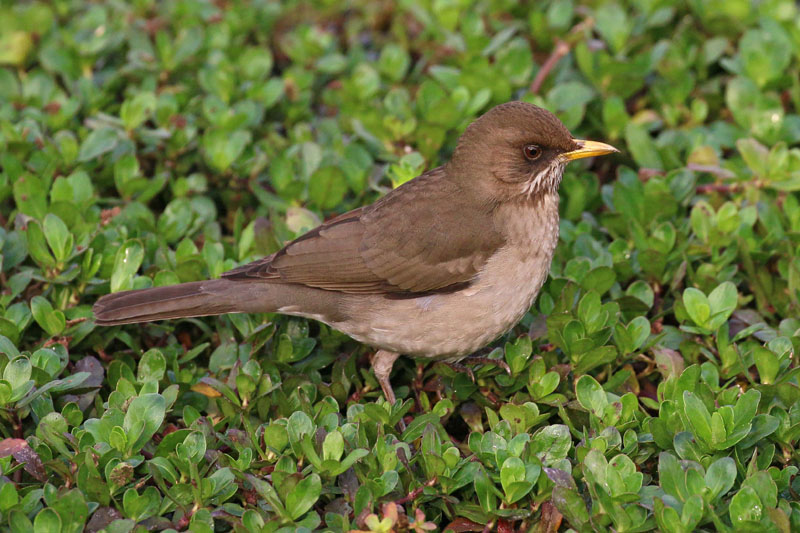 Foto: José Luis Blázquez