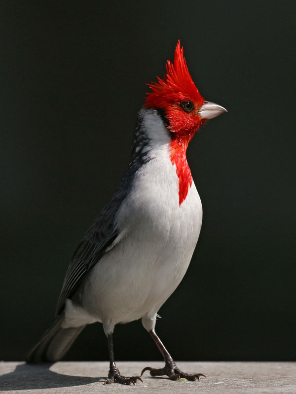 Foto: José Luis Blázquez