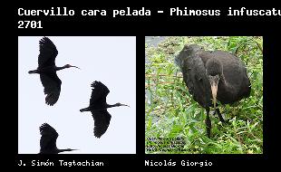 Cargando las fotos de Golondrina patagnica