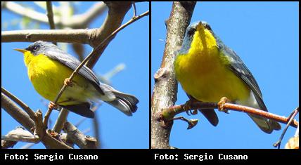 Aves de Argentina