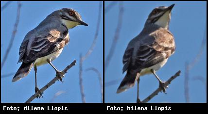 Aves de Argentina