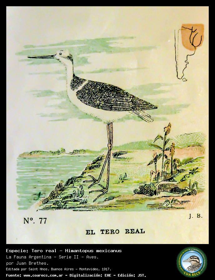 Tero real