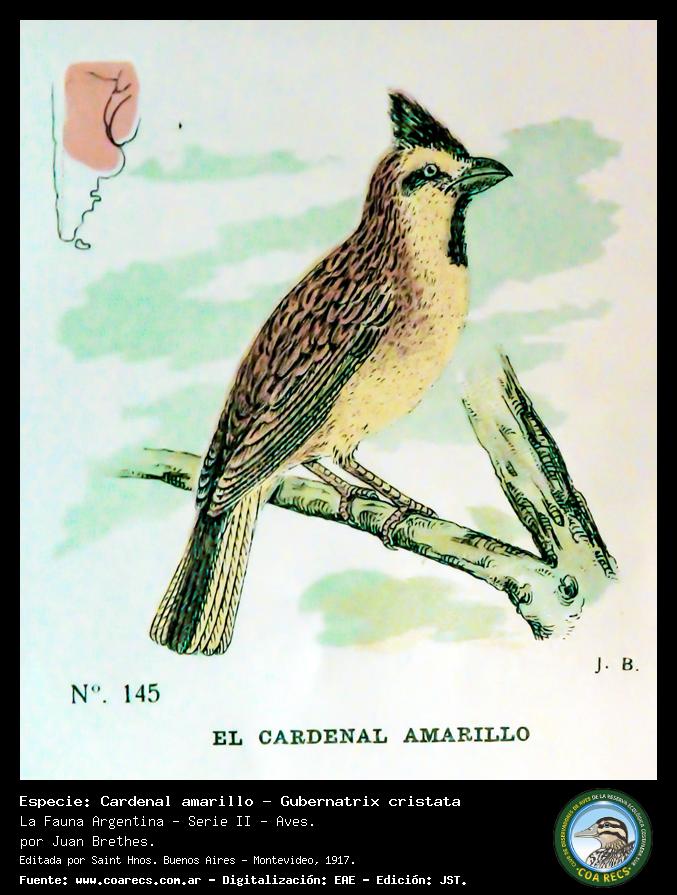 Cardenal amarillo