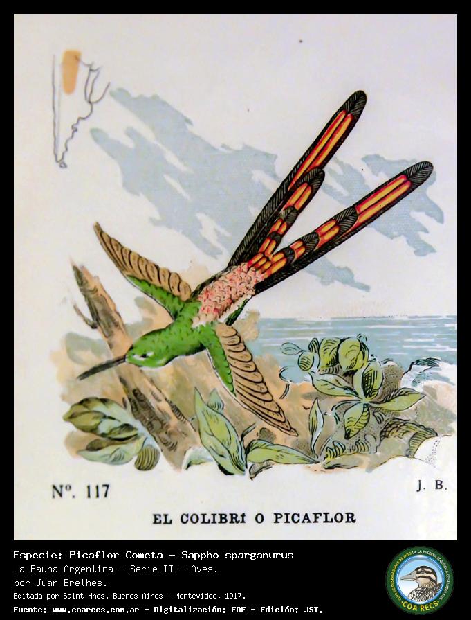 Picaflor Cometa