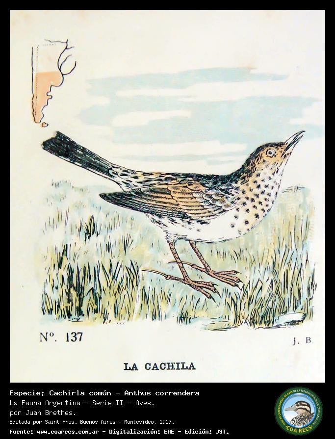 Cachirla comn