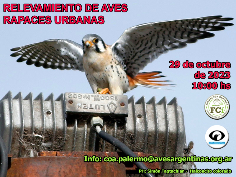 Relevamiento de aves rapaces - 29/oct/2023